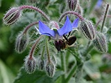 Farmacia Naturala70